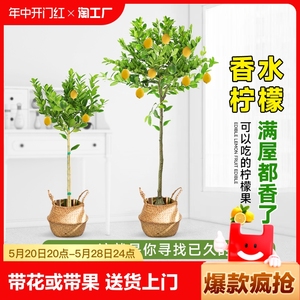 香水柠檬树盆栽绿植大型室内客厅阳台四季开花植物好养水培庭院