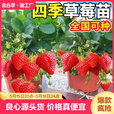 草莓苗阳台庭院四季开花观赏食用