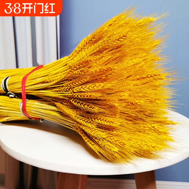 天然黄金麦穗干花花束开业大麦客厅装饰摆件插花道具摆放室内家居