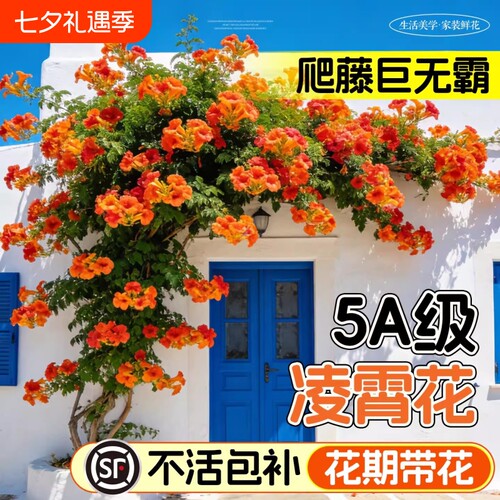 凌霄花爬藤大苗植物炮仗花盆栽四季开花绿植庭院阳台耐寒好养花卉