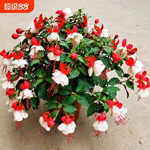 四季倒挂金钟盆栽吊钟海棠藤本灯笼花带花发垂吊室内庭院花苗