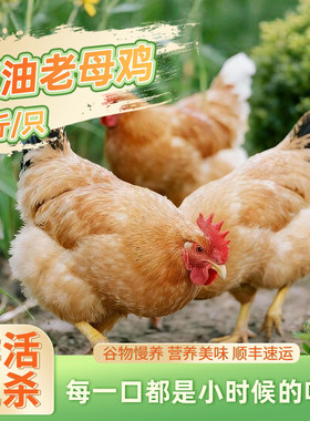 三物纪皖南黄油老母鸡农村新鲜美味正宗土鸡顺丰包邮鸡肉冷冻品种