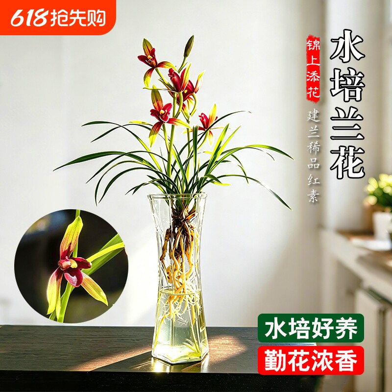 水培香水兰花苗锦上添花高档建兰红素室内好养浓香盆栽花卉绿植物