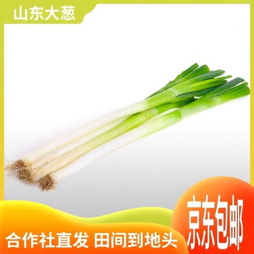 山东章丘大葱新鲜铁杆蘸酱嫩葱特级甜葱批发东北特产整箱京东包邮