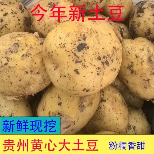 农家特产新鲜大土豆黄心