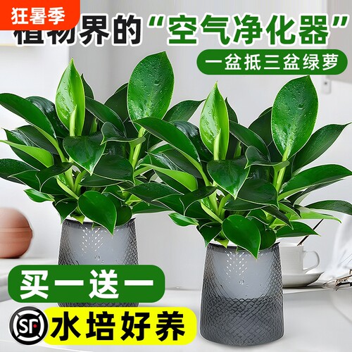 大叶金钻绿公主盆栽带花苞桌摆水培植物室内好养客厅旺宅绿植四季
