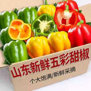 山东现摘水果彩椒五彩甜椒生吃不辣红黄绿三色圆椒当季 新鲜蔬菜