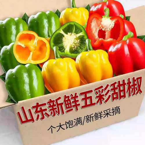 山东现摘水果彩椒五彩甜椒生吃不辣红黄绿三色圆椒当季新鲜蔬菜