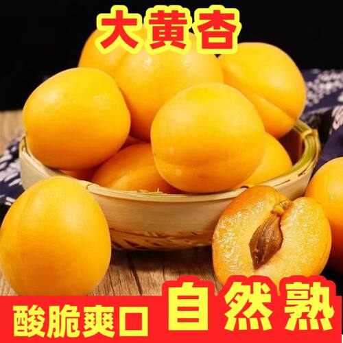 新鲜头茬大黄杏酸甜可口3斤包邮