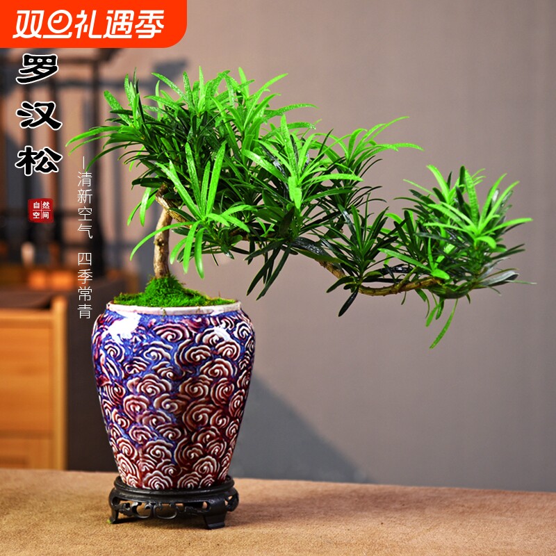 罗汉松盆景绿植中式造型绿植微景观植物好养送礼四季常青植物摆件