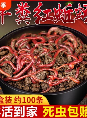 蚯蚓活饵鲜活红虫垂钓鱼饵料鲤鱼野钓黑坑鱼料打窝料鱼食草鱼鲫鱼