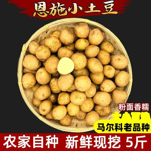 黄心小土豆恩施农家马铃薯