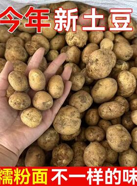 恩施小土豆新鲜黄心洋芋