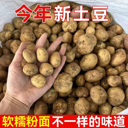 恩施小土豆新鲜黄心洋芋