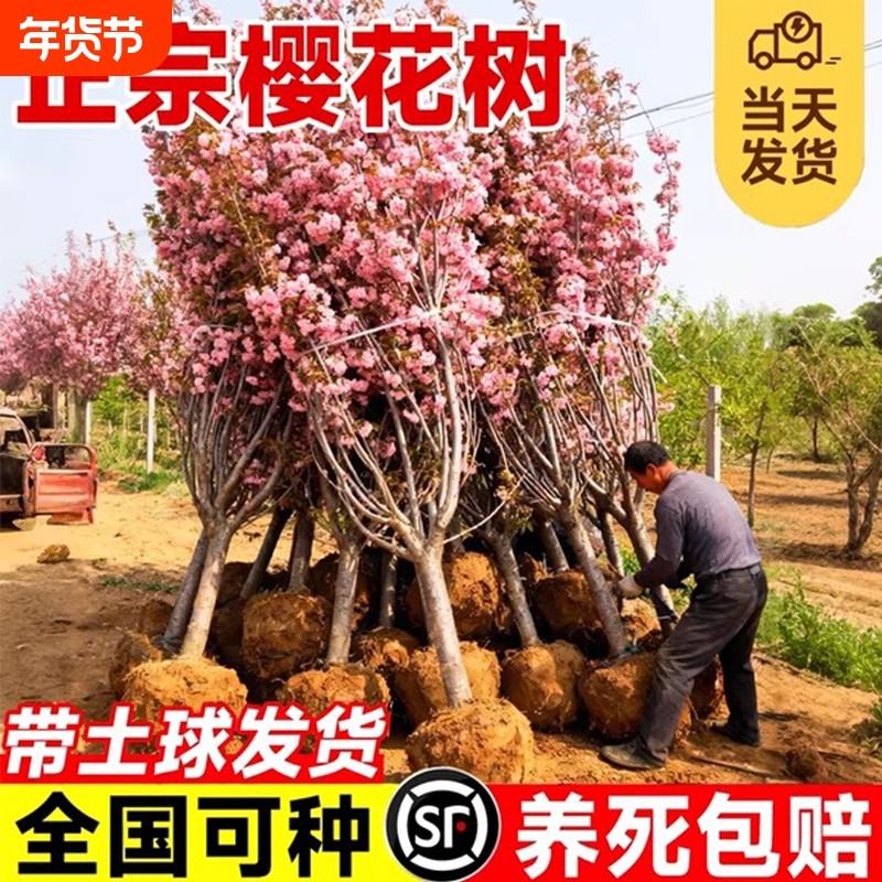 日本樱花树苗南北方室外庭院种植绿化工程大型风景树花卉盆栽植物,鲜花速递/花卉仿真/绿植园艺,行道树/乔木,淘宝优惠券,粉丝福利购,淘宝优惠卷