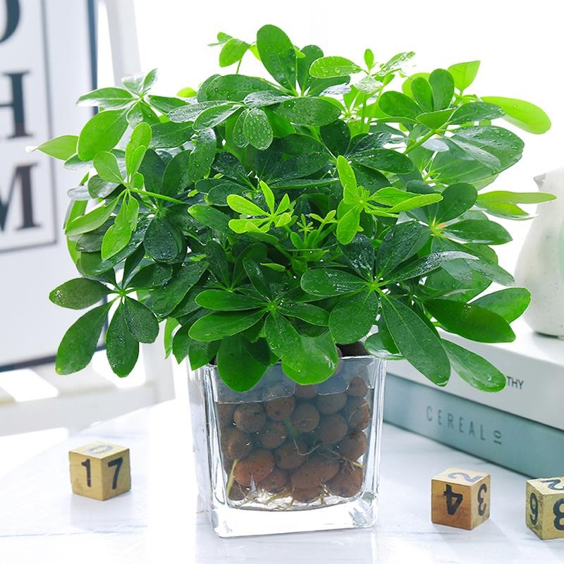七叶莲水培盆栽招财树植物室内花卉水养绿植八方来财鸭脚木发财树