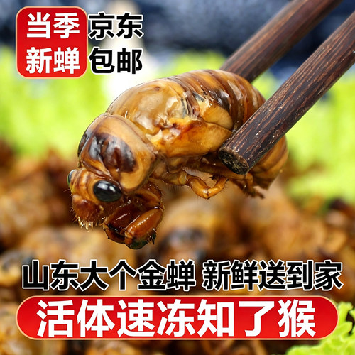 野生金蝉知了猴大号冷冻蛋白质