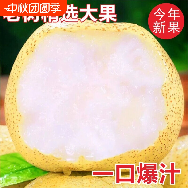 正宗山西雪梨雪花梨新鲜水果梨子水果润肺冰糖雪梨甜酥脆甘甜多汁