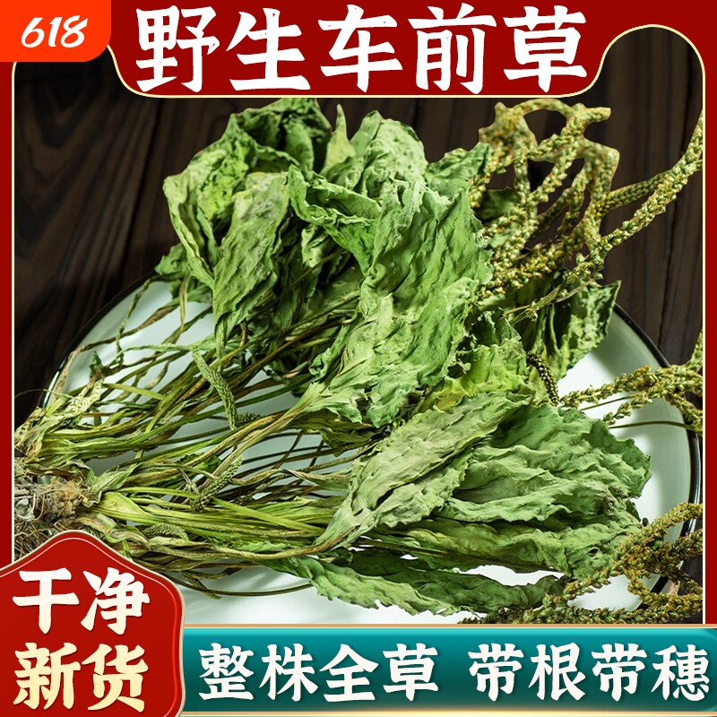 车前草野生中药材官方旗舰店整株车前草新鲜干货泡水喝功效与作用
