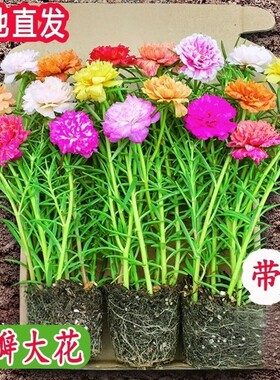 太阳花盆栽重瓣苗枝条带根带花苞室内桌面花卉绿植好活客厅办公桌