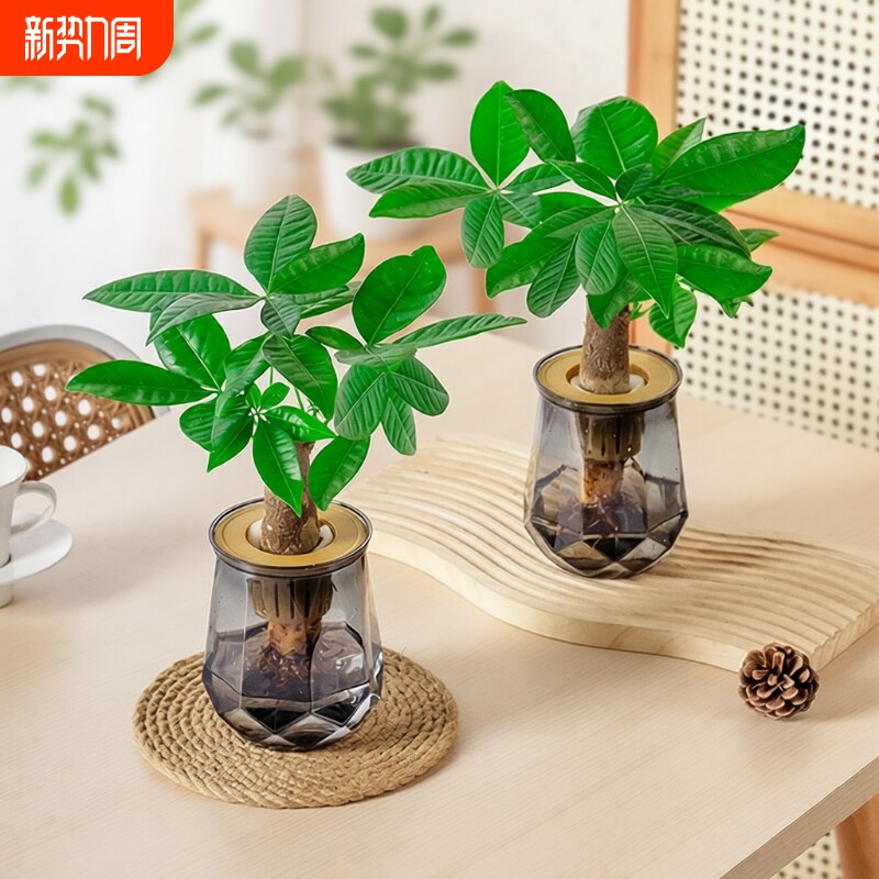 【买一送一】水培发财树懒人好养适合办公桌面客厅摆放水培植物