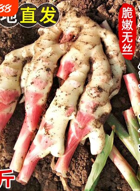 【2026新货】正宗新鲜红芽嫩姜