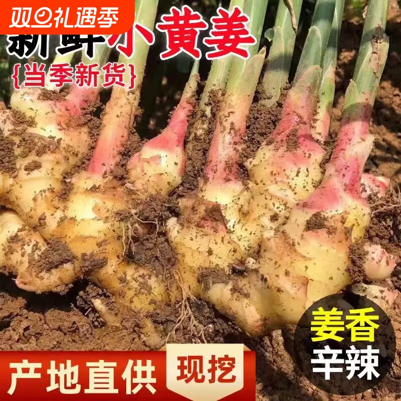 云南小黄姜正宗新鲜生姜现挖嫩姜农家自种应季蔬菜嫩生姜新鲜