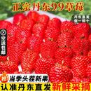 正宗丹东99草莓红颜牛奶大草莓新鲜水果礼盒当季 整箱东港九九空运