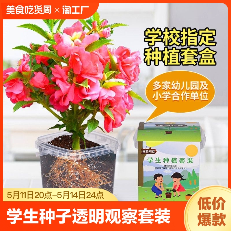 凤仙花种籽四季播种开花好成活