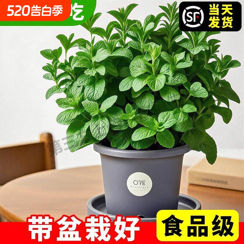 陶粒垫底多肉颗粒土轻质陶粒养花盆栽专用彩色透气铺面水培火山石