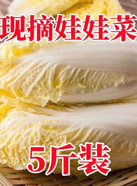 5斤云南高山娃娃菜新鲜现砍脆嫩小白菜黄心娃娃菜高原露天蔬菜
