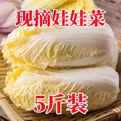 5斤云南高山娃娃菜新鲜现砍脆嫩小白菜黄心娃娃菜高原露天蔬菜