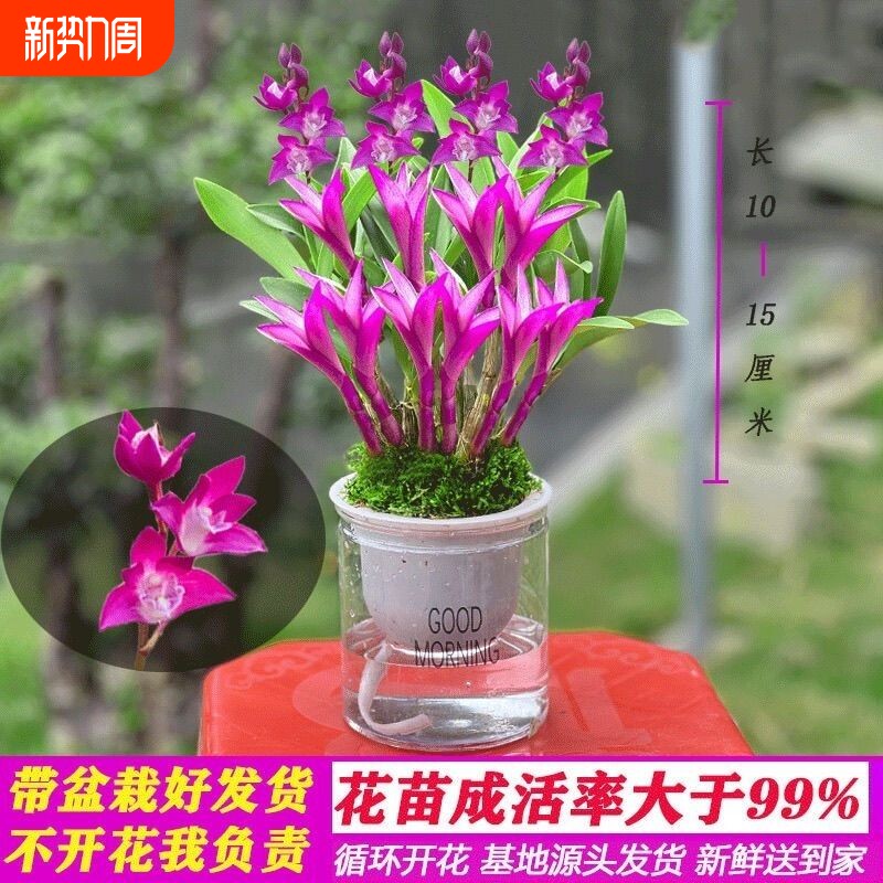 七彩香水石斛兰花四季好养花卉绿植懒人水培盆栽室内客厅开花耐阴
