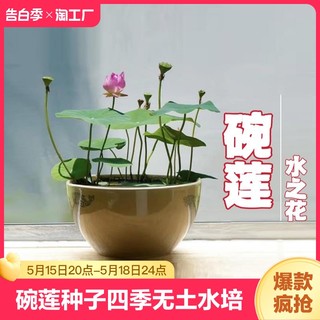 碗莲种子四季无土水培植物睡莲荷花室内盆栽绿植花卉客厅阳台庭院