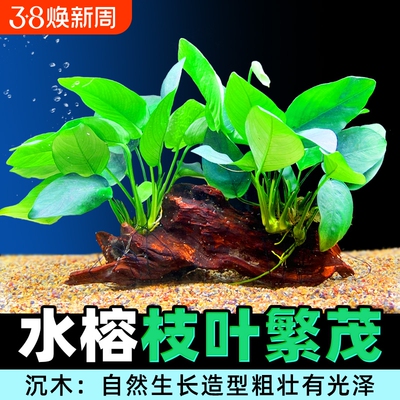 沉木水榕水草装饰|千人回购