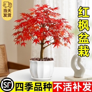日本红枫盆景中国红枫盆栽树苗阳台室内桌面红舞姬绿植物四季好养