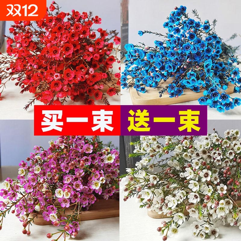 腊梅鲜花云南基地直发红粉色插水养冬季鲜切花同城速递年宵花鲜花