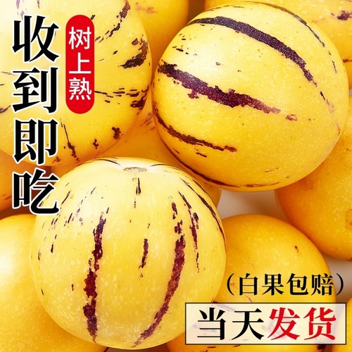 人参果新鲜云南石林圆果娃娃果七彩黄肉水果产地直发树上熟