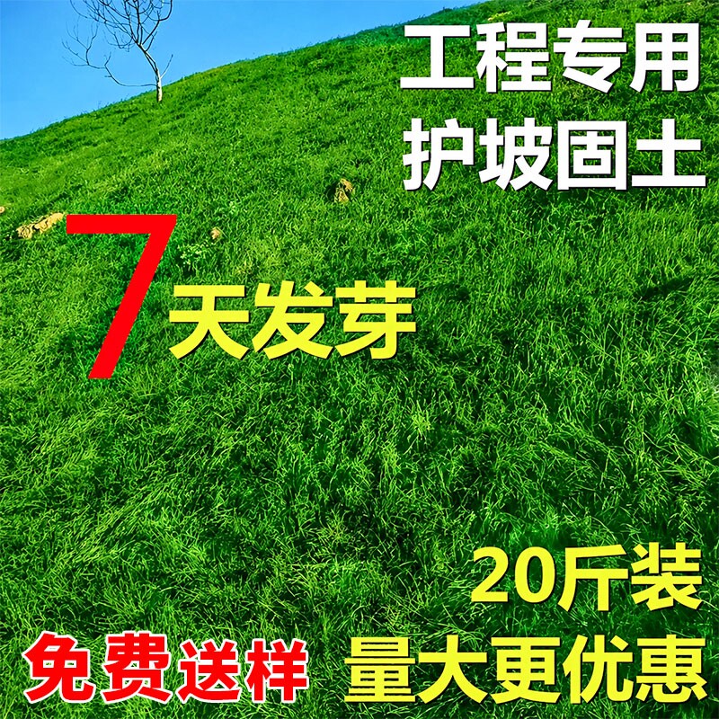 护坡固土草坪草籽四季常青绿化草种子狗牙根草种黑麦草耐寒高羊茅