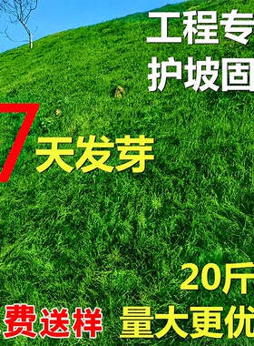 护坡固土草籽耐寒旱四季常青种子