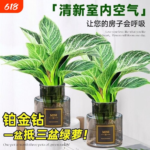 铂金钻水培植物净化空气除甲醛