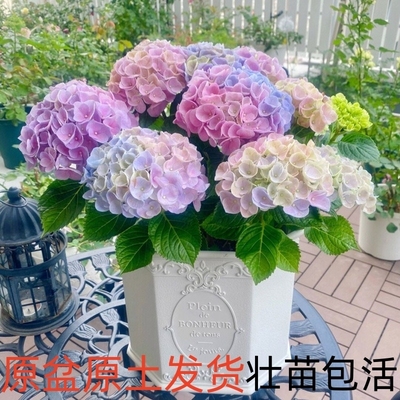 大花绣球苗四季开花无尽夏盆栽花卉绿植物室内阳台好养庭院室外