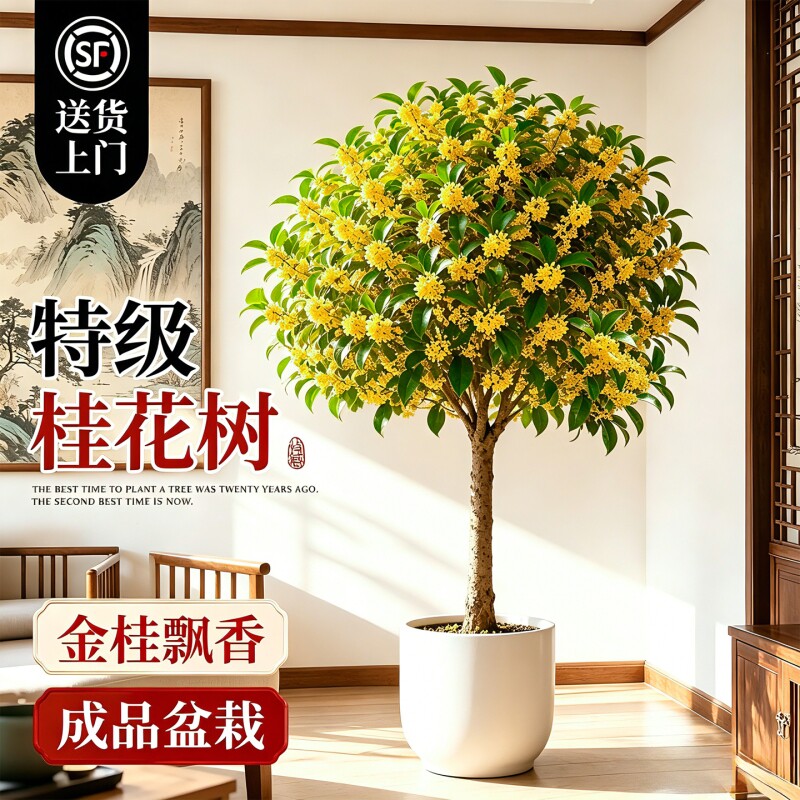 桂花树苗四季桂盆栽浓香客厅室内花卉绿植高级感盆景老桩好养开花图片