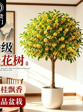 桂花树苗四季桂盆栽浓香客厅室内花卉绿植高级感盆景老桩好养开花