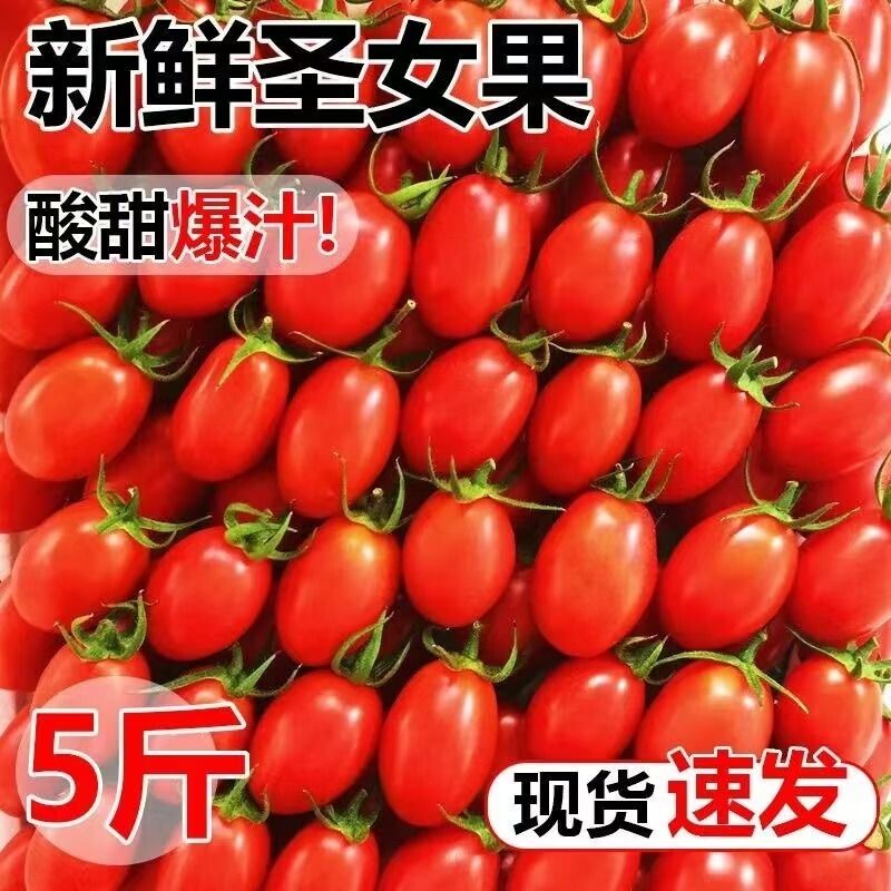 云南圣女果5斤装水果小番茄酸甜爽口产地直发新鲜现摘小西红柿