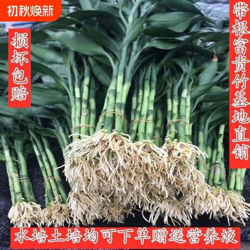 带根富贵竹水培植物水养水竹