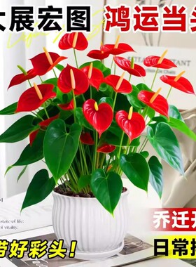 四季开花大号红掌盆栽水培带花大叶客厅绿植室内办公室桌面花陶瓷
