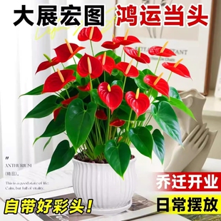 四季开花大号红掌盆栽带花水培大叶客厅绿植室内办公室桌面花陶瓷