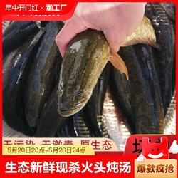 微山湖生态新鲜黑鱼鲜活活鱼现杀乌鱼财鱼火头炖汤术后滋补黑鱼片