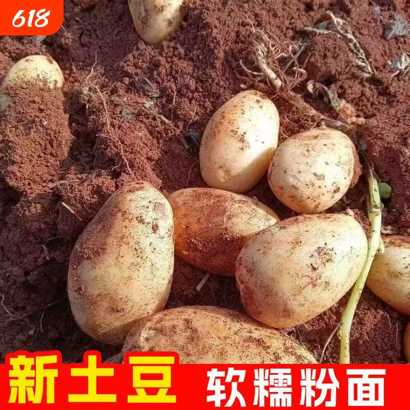 正宗黄皮土豆农家新鲜现挖高山洋芋马铃薯商用蔬菜自种开花高原
